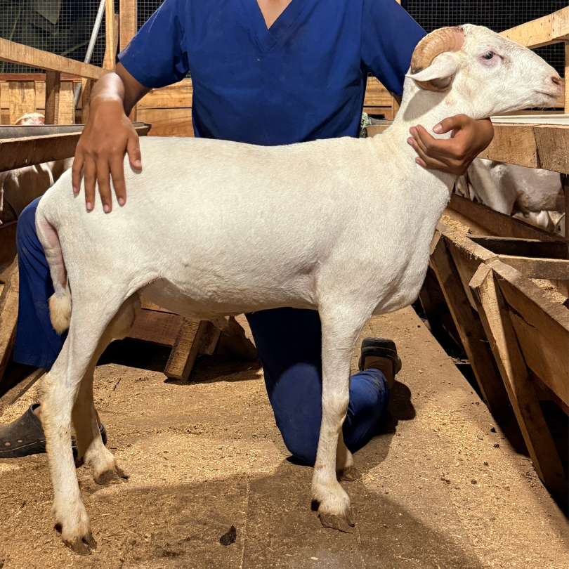 Super