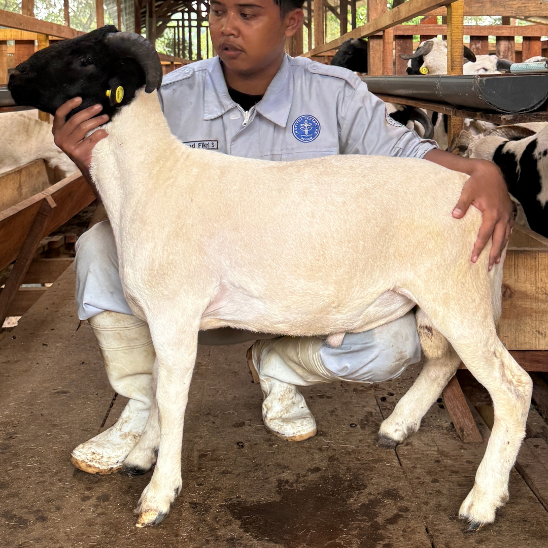 Premium Cross & Garut